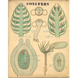Conifers