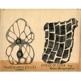 Tradescantia (cells) (Von Mohl) ; A piece of cork from Hooke's 'Micrographia'