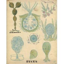 Fucus; Hormosira