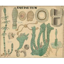 Equisetum