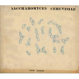 Saccharomyces cerevisiae