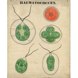 Haematococcus