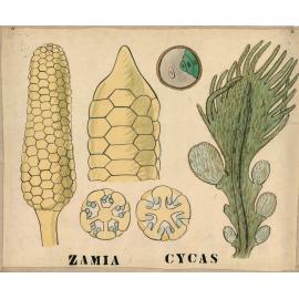 Zamia cycas