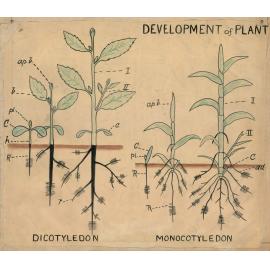 Development of plant, dicotyledon, monocotyledon