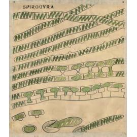 Spirogyra