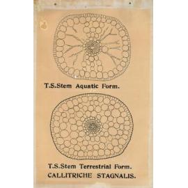 Callitriche stagnalis