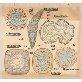 Rhynchosia, securidaca, anisoperma [sic], thunbergia, bignoniaceae, tecoma