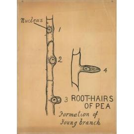 Root hairs of pea - formation of young branch