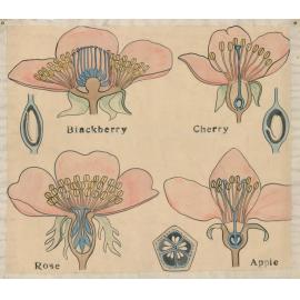 Blackberry, cherry, rose, apple