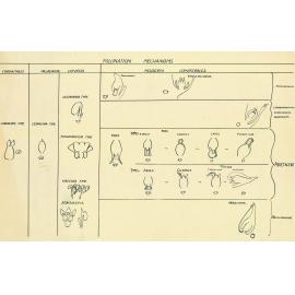 Pollination mechanisms