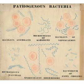 Pathogenous bacteria