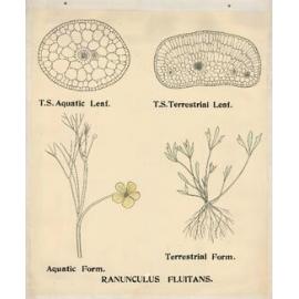 Ranunculus fluitans