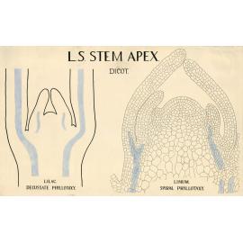 L.S. stem apex