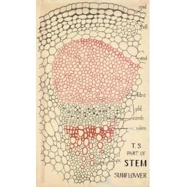 T.S. part of stem sunflower