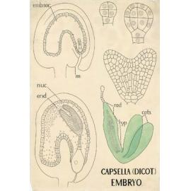 Capsella (dicot.) embryo