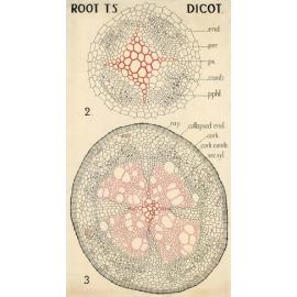 Root T.S. Dicot.