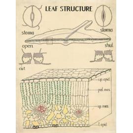 Leaf structure