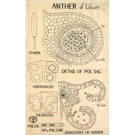 Anther of Lilium