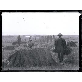 Wheat growers