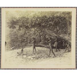 Massacre at Pentecost, New Hebrides [Vanuatu]