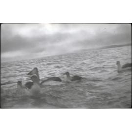 Birds, Deep Stream