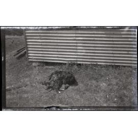 Dog, Beaumont
