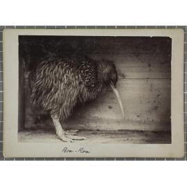 Roa-Roa