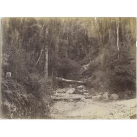 Man standing on a fallen log in the West Coast bush
