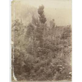 West Coast bush