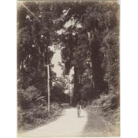Man carrying a rifle on a bush road