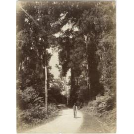 Man carrying a rifle on a bush road