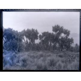 Cabbage Trees,  Halfway Bay
