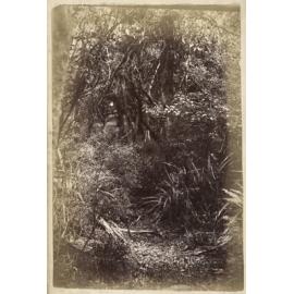 The Path through the Bush