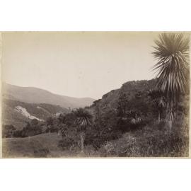 Grove of Cabbage Trees on the side of The Flagstaff Range