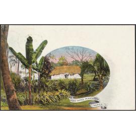 Pine-apple Plantation, Tonga