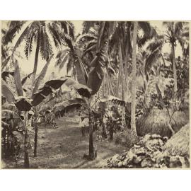 A view of the native town of Buretta [Bureta] Fiji