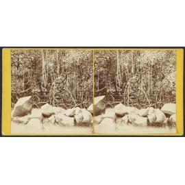 View in Ancient Ruins, near Metaleine Harbour, Bornabie [Pohnpei], Caroline Group