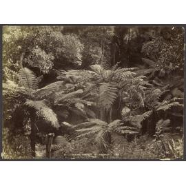 At 'Silveracres', Andersons Bay, Dunedin N.Z.