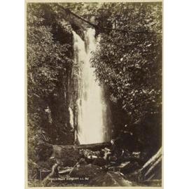 Nicol's [Nichol's] Falls, Dunedin