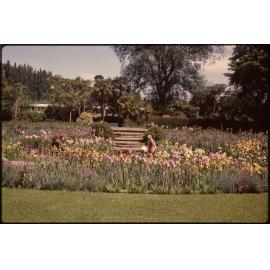 Iris garden