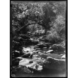 Stream in bush