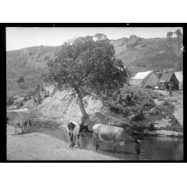 Pastoral scene