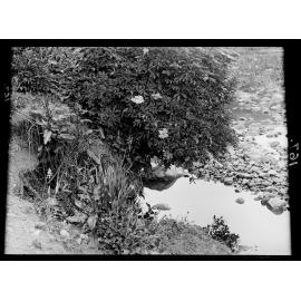 River bank with elderberry in flower