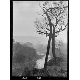 Trees beside river