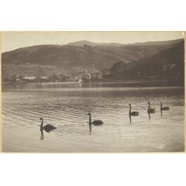 Black swans, Akaroa