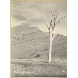 Brasenose, Akaroa