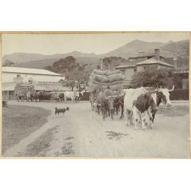 Bullock wagons, Akaroa