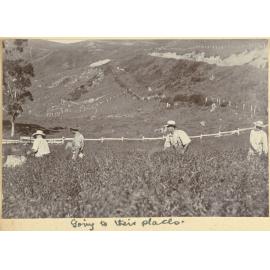 One of a series of images documenting the harvesting of cocksfoot grass on Banks Peninsula.