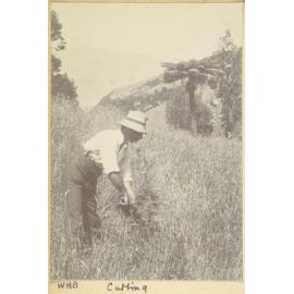 Cutting cocksfoot