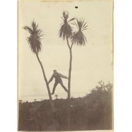 Young man climbing cabbage trees